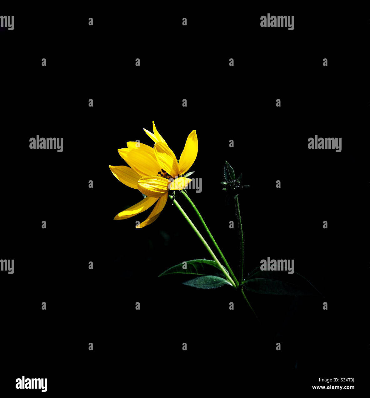 Yellow Flower - Smartphone Captured Stock Image