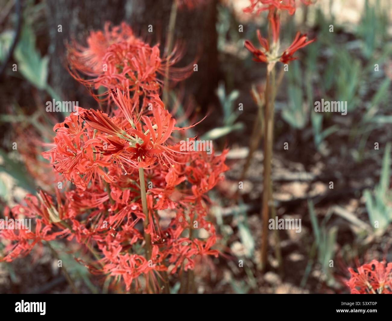 Red spider lilies in fall Stock Photo