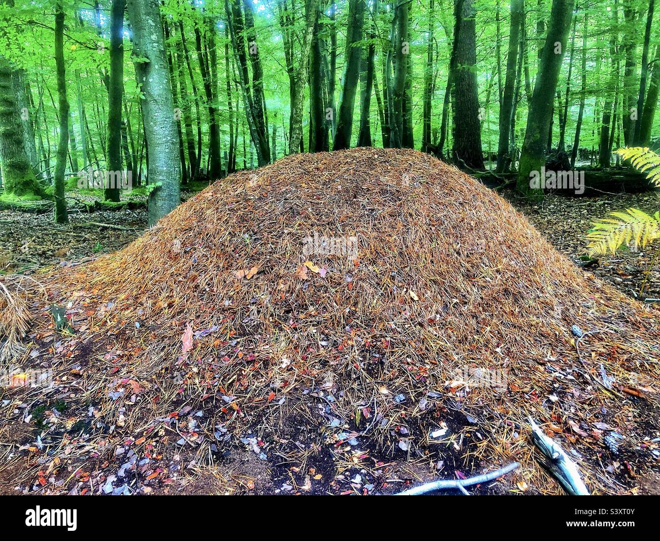 Large wood ants nest (Formica rufa) on the pine forest floor In Hampshire United Kingdom - Smartphone Captured Stock Image
