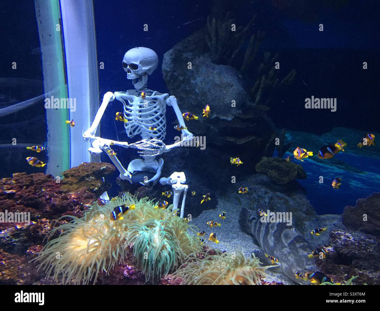 Spooky scary skeleton in the aquarium Stock Photo Alamy