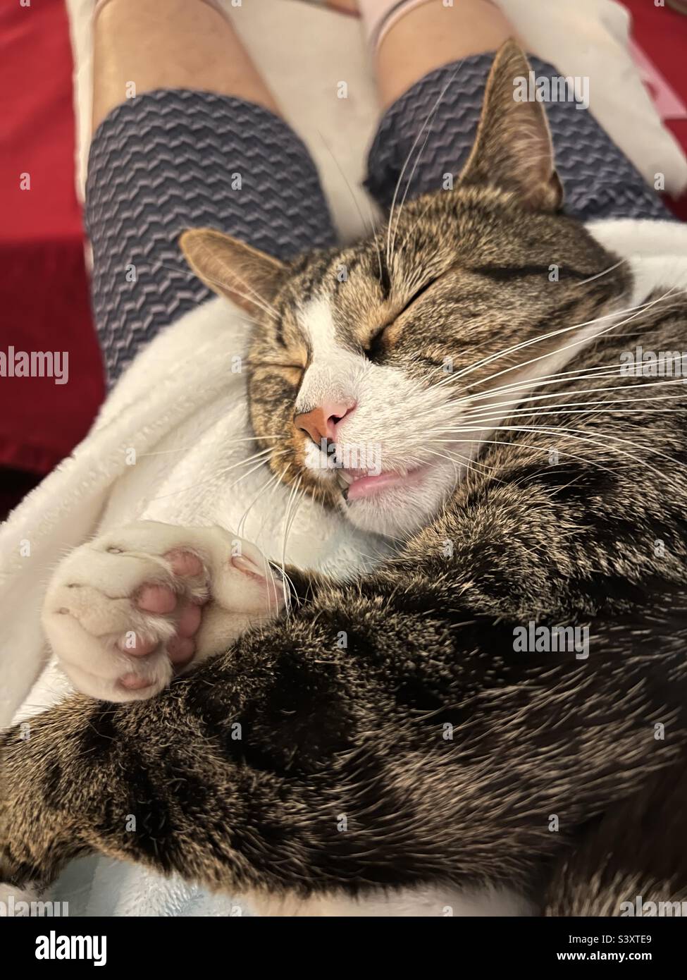 Sleeping Cat. - Smartphone Captured Stock Image