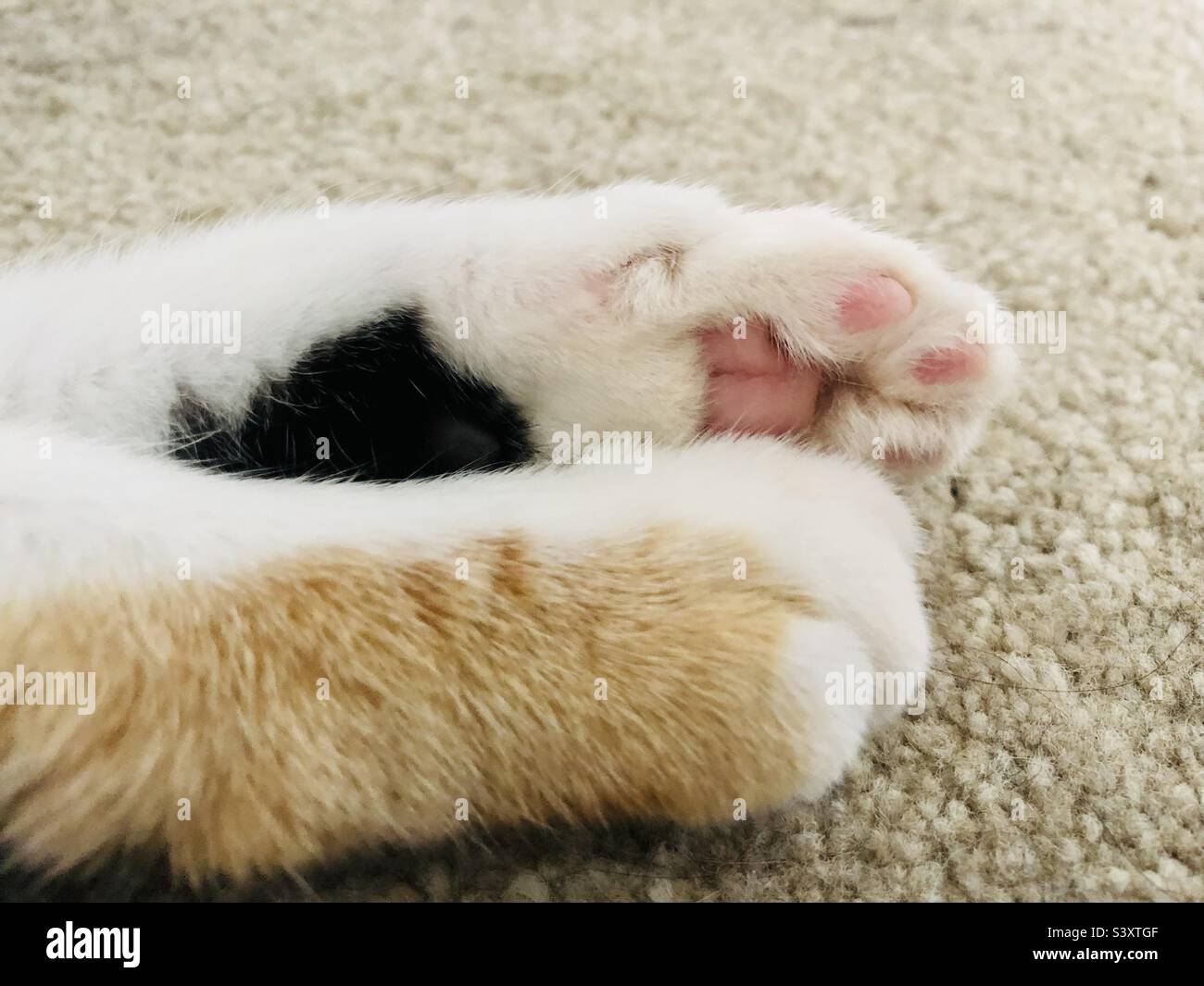 Paws of a ginger black and white cat - Smartphone Captured Stock Image