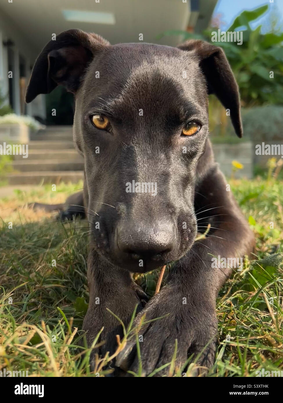 Doberman Black Lab Mix Puppy