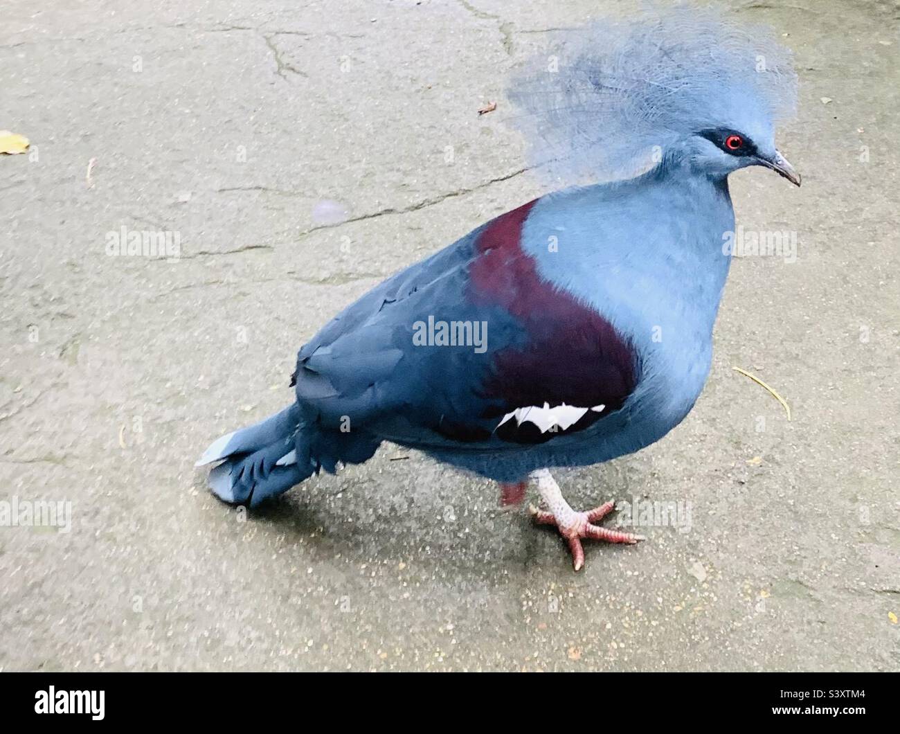 Western crowned pigeon Stock Photo - Alamy