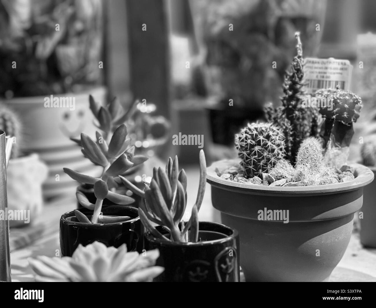 Indoor plants Black and White Stock Photos & Images - Alamy