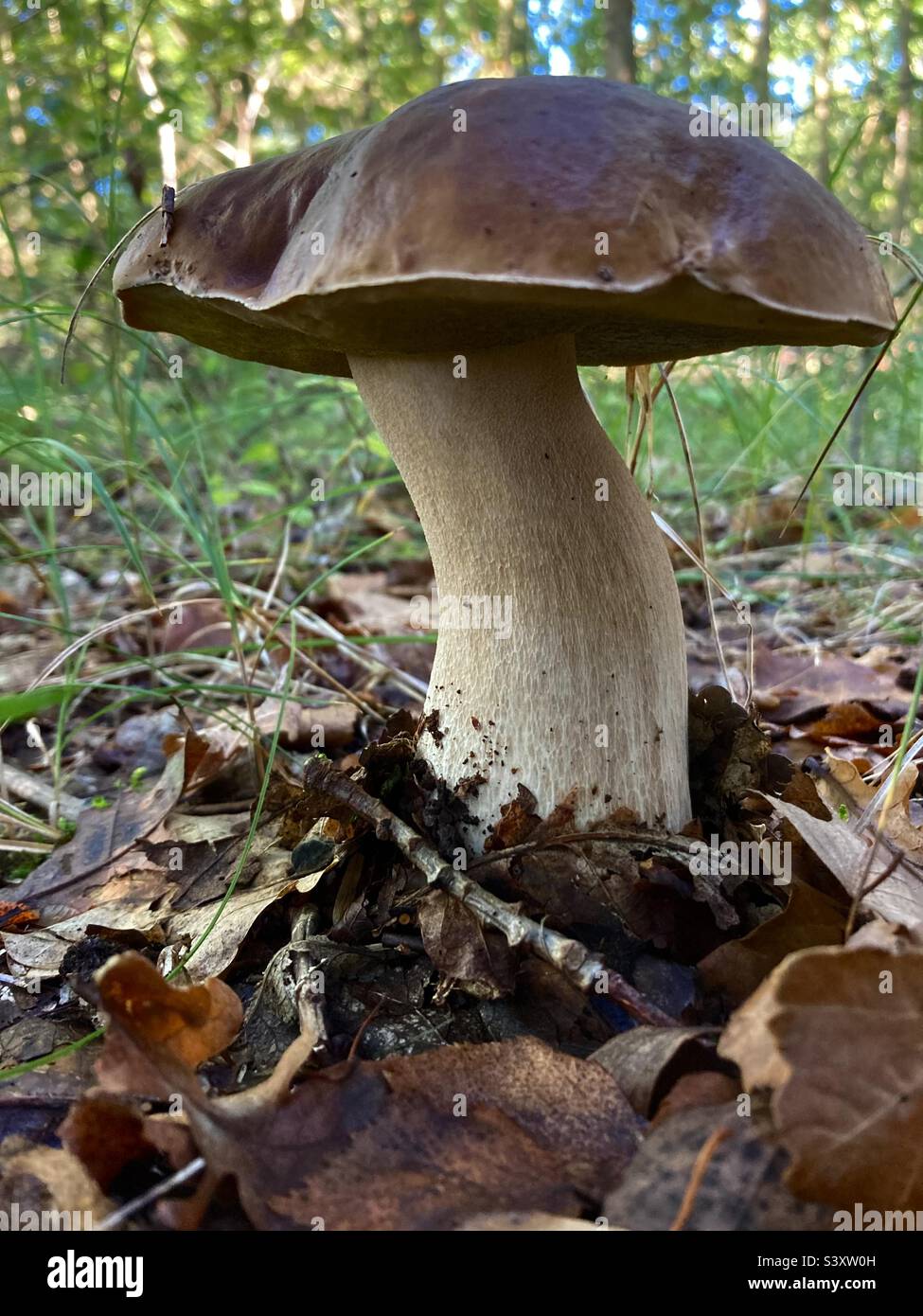 Porcini mushroom Stock Photo