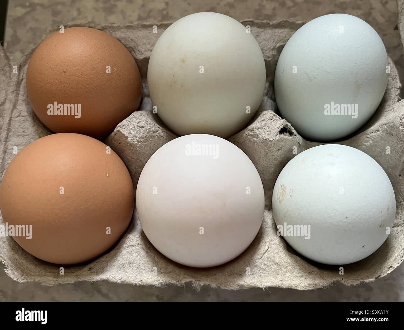 Hens, Ducks and Blue Legbar Eggs in Egg Box Stock Photo Alamy
