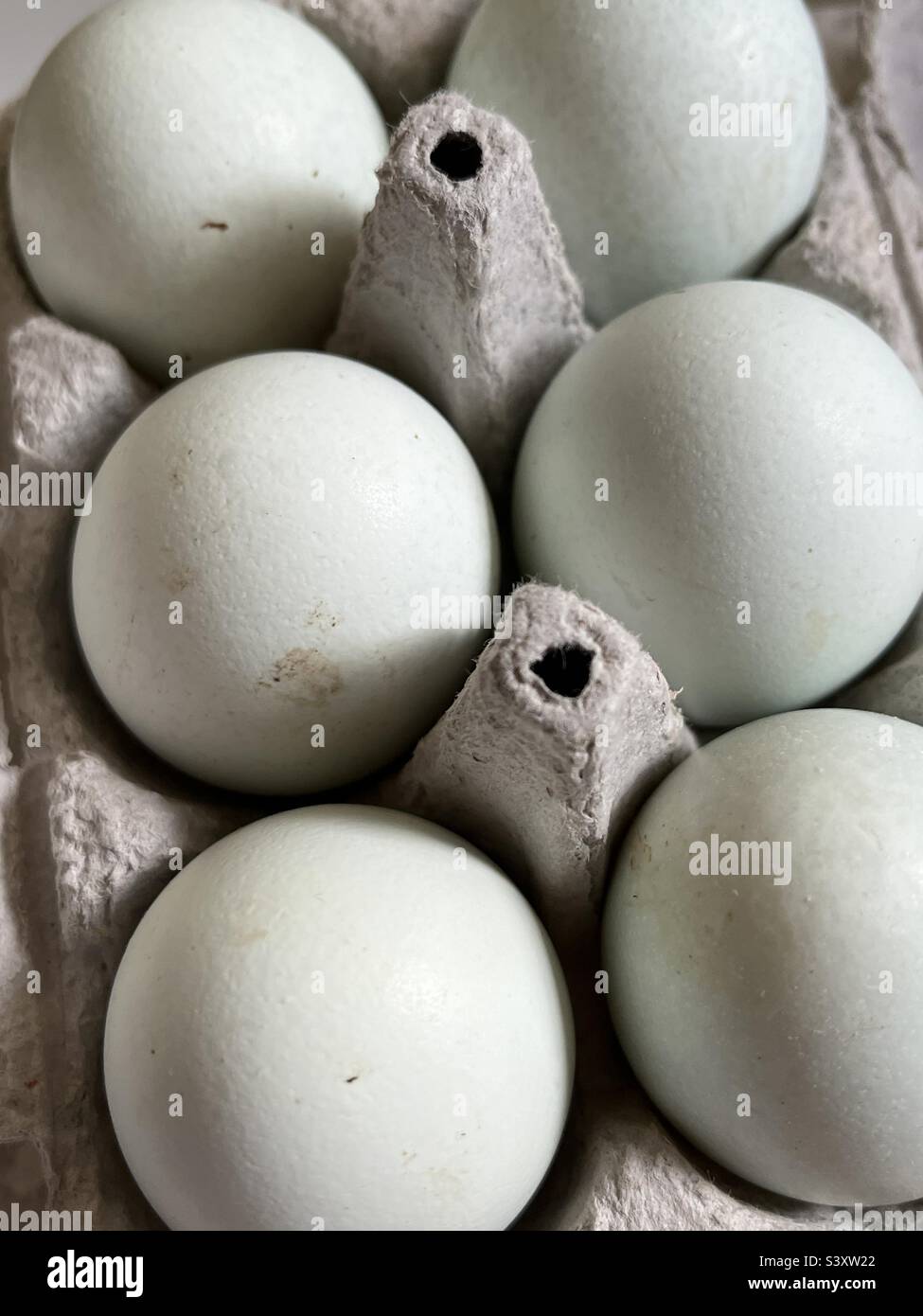 Blue Legbar Eggs in Egg Box Stock Photo - Alamy