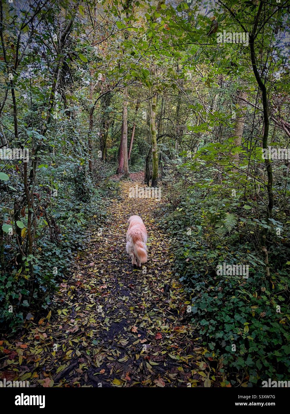 Autumn walk - Smartphone Captured Stock Image