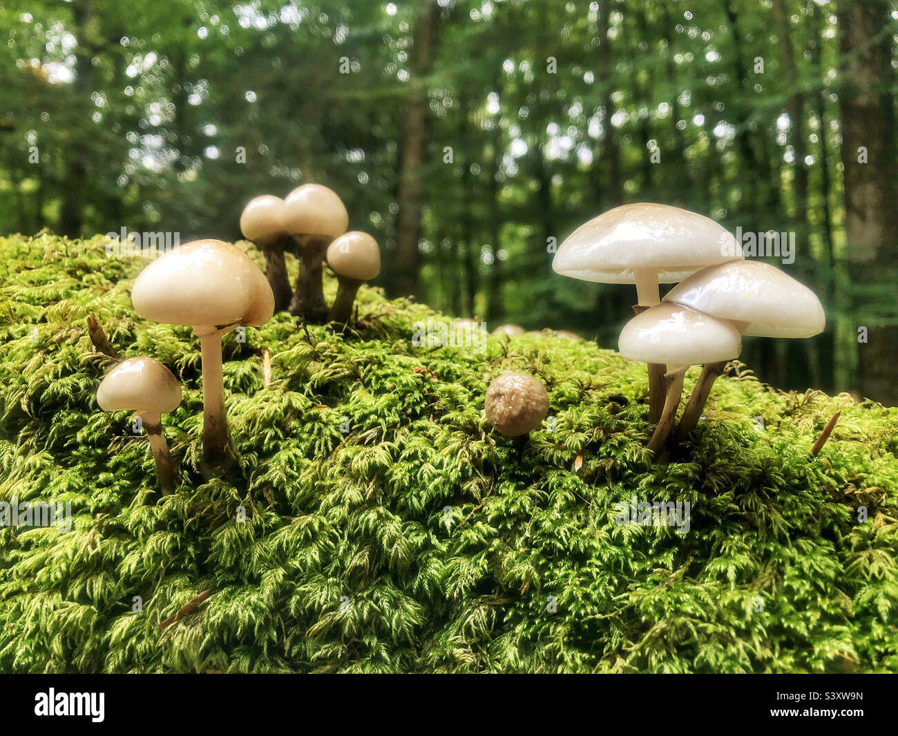 Porcelain mushrooms (Oudemansiella mucida) growing on a moss covered rotting tree in a Hampshire forest, United Kingdom - Smartphone Captured Stock Image