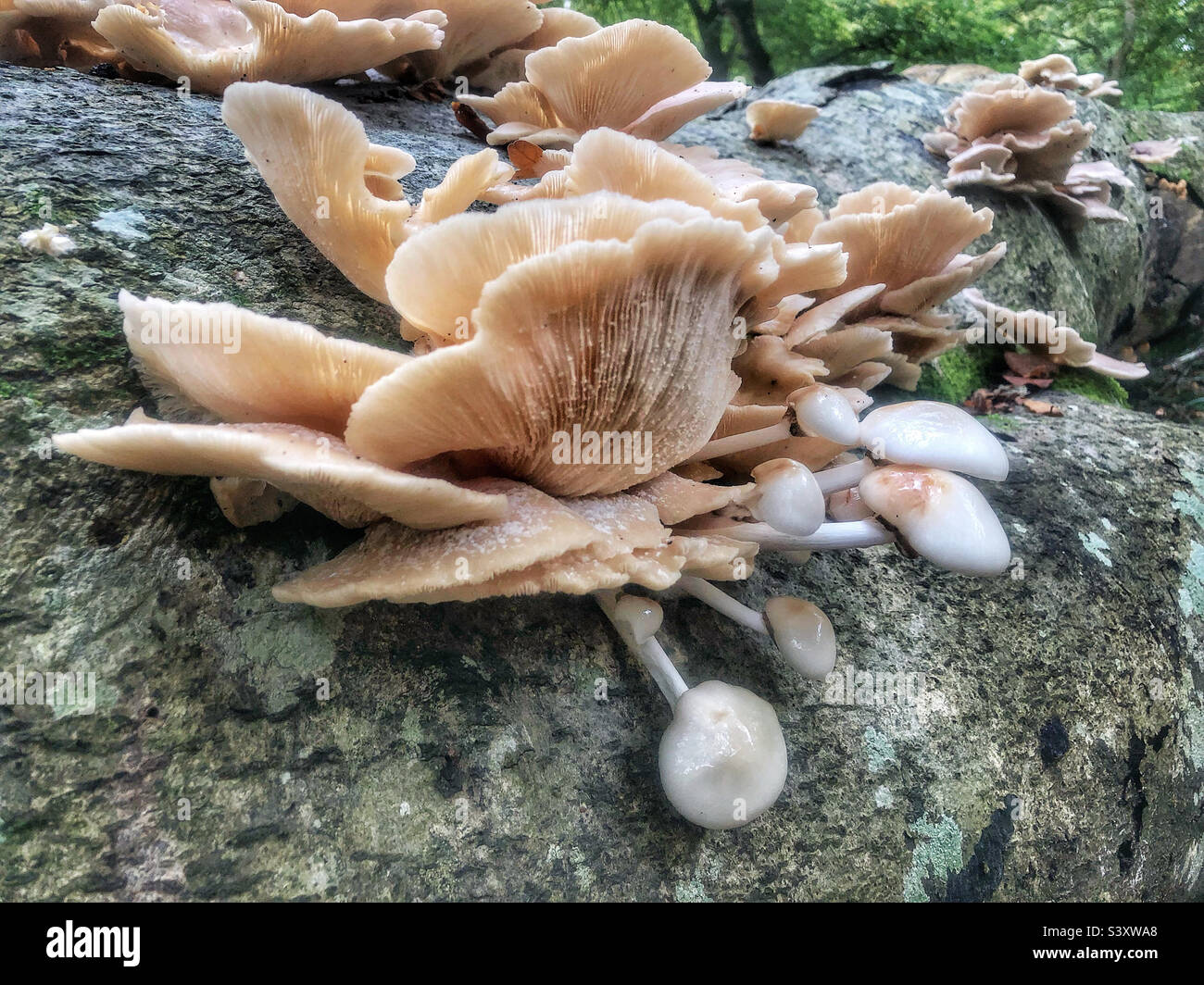 Oyster mushroom cluster and porcelain mushrooms growing on a fallen beech tree in a Hampshire forest United Kingdom - Smartphone Captured Stock Image