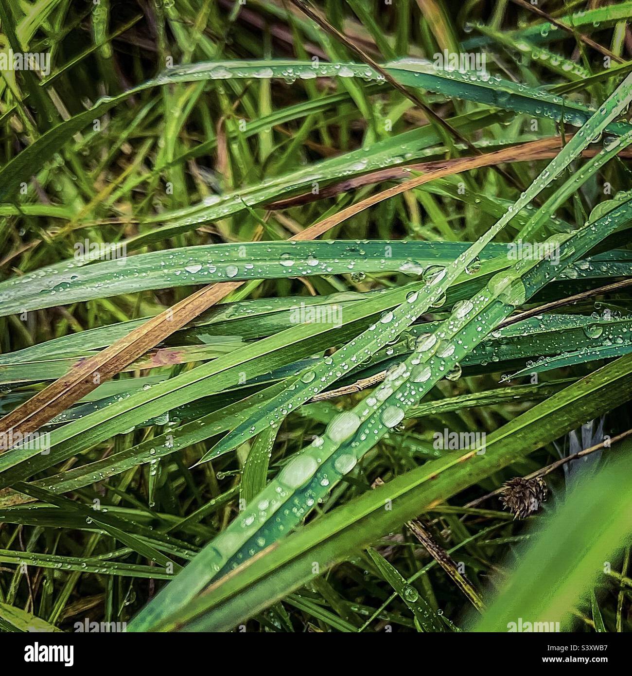 Dew on grass Stock Photo - Alamy