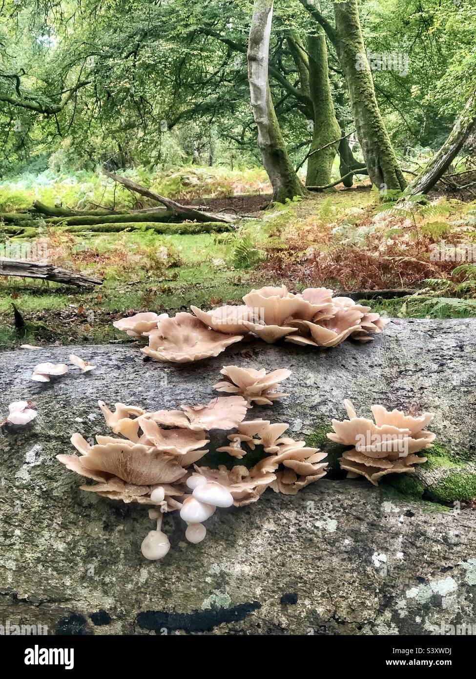 Oyster mushroom cluster and porcelain mushrooms growing on a fallen beech tree in a Hampshire forest United Kingdom - Smartphone Captured Stock Image