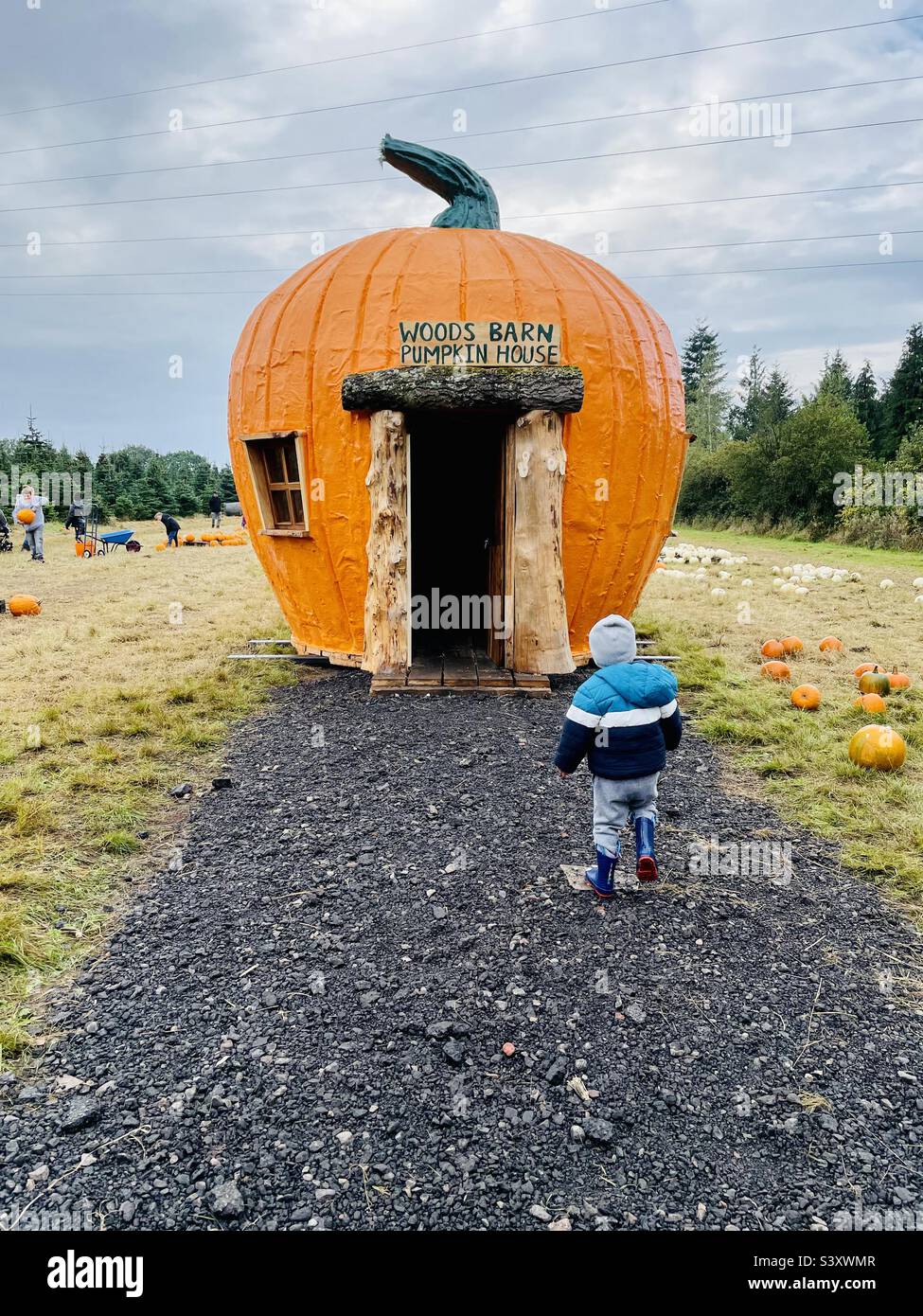 Woods Barn pumpkin picking Stock Photo