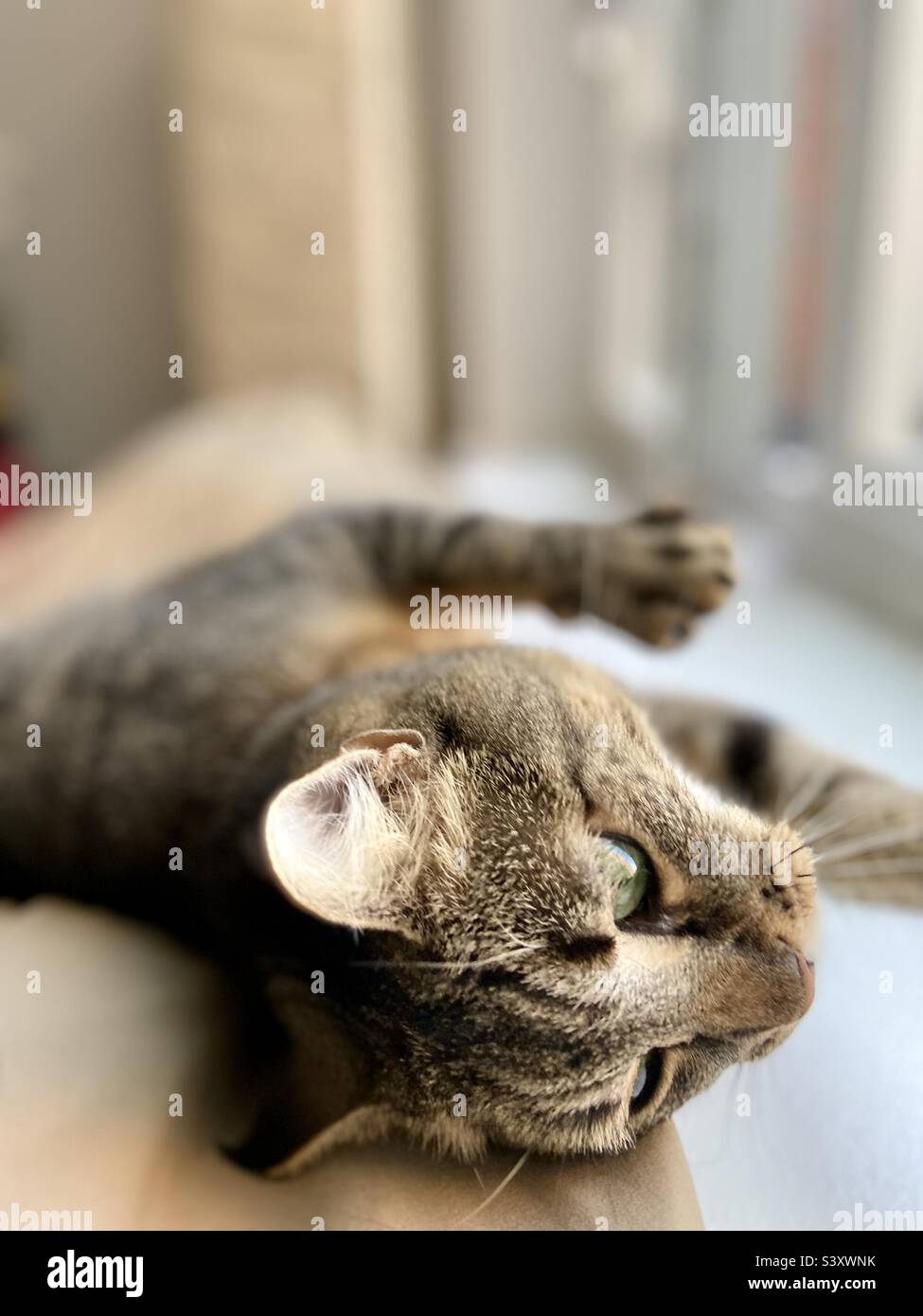 A lazy cat - Smartphone Captured Stock Image