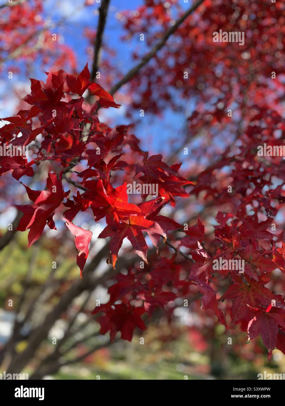 Maple tree in Autumn - Smartphone Captured Stock Image