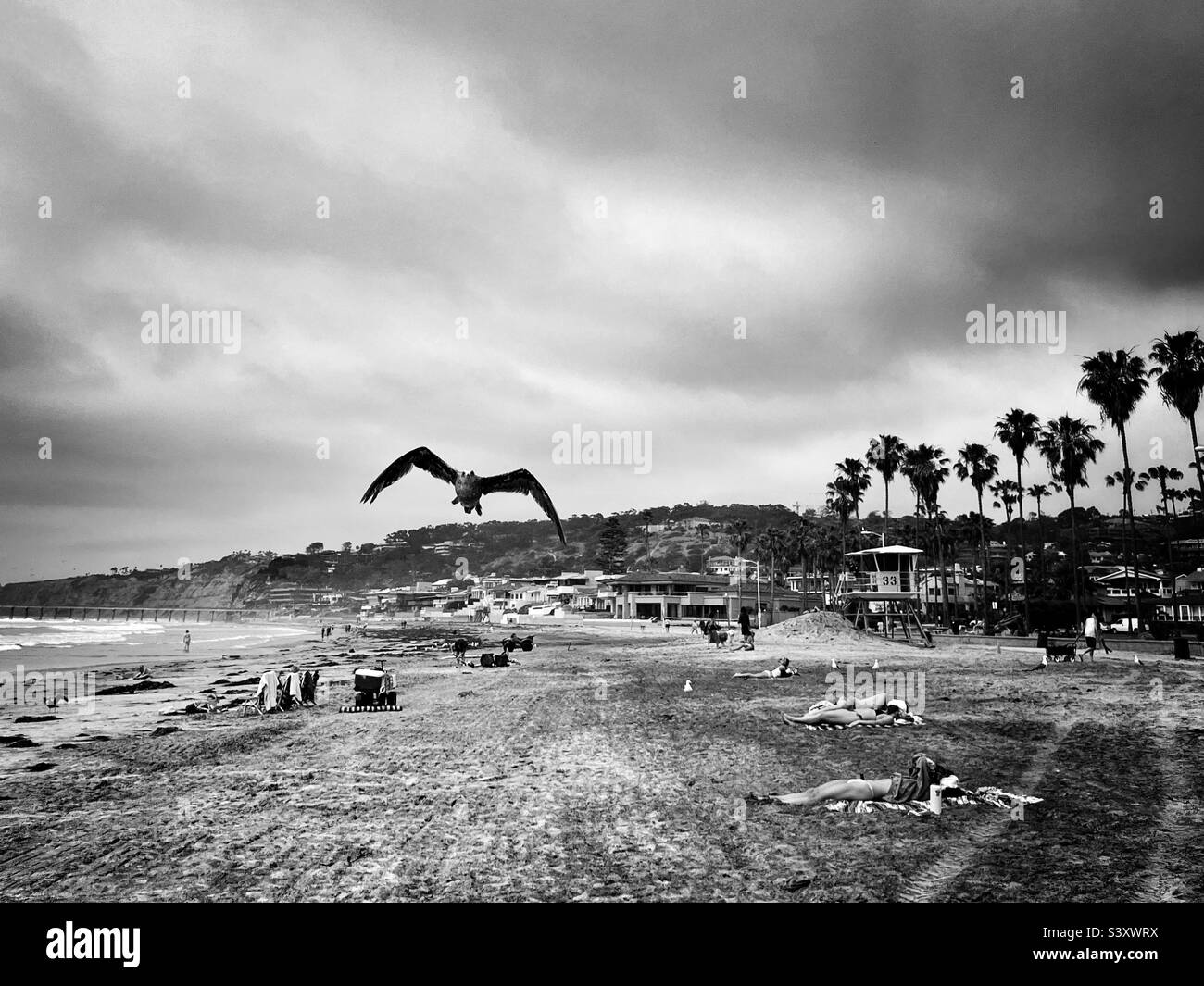 Bird taking flight on La Jolla Beach, San Diego California. Shot in