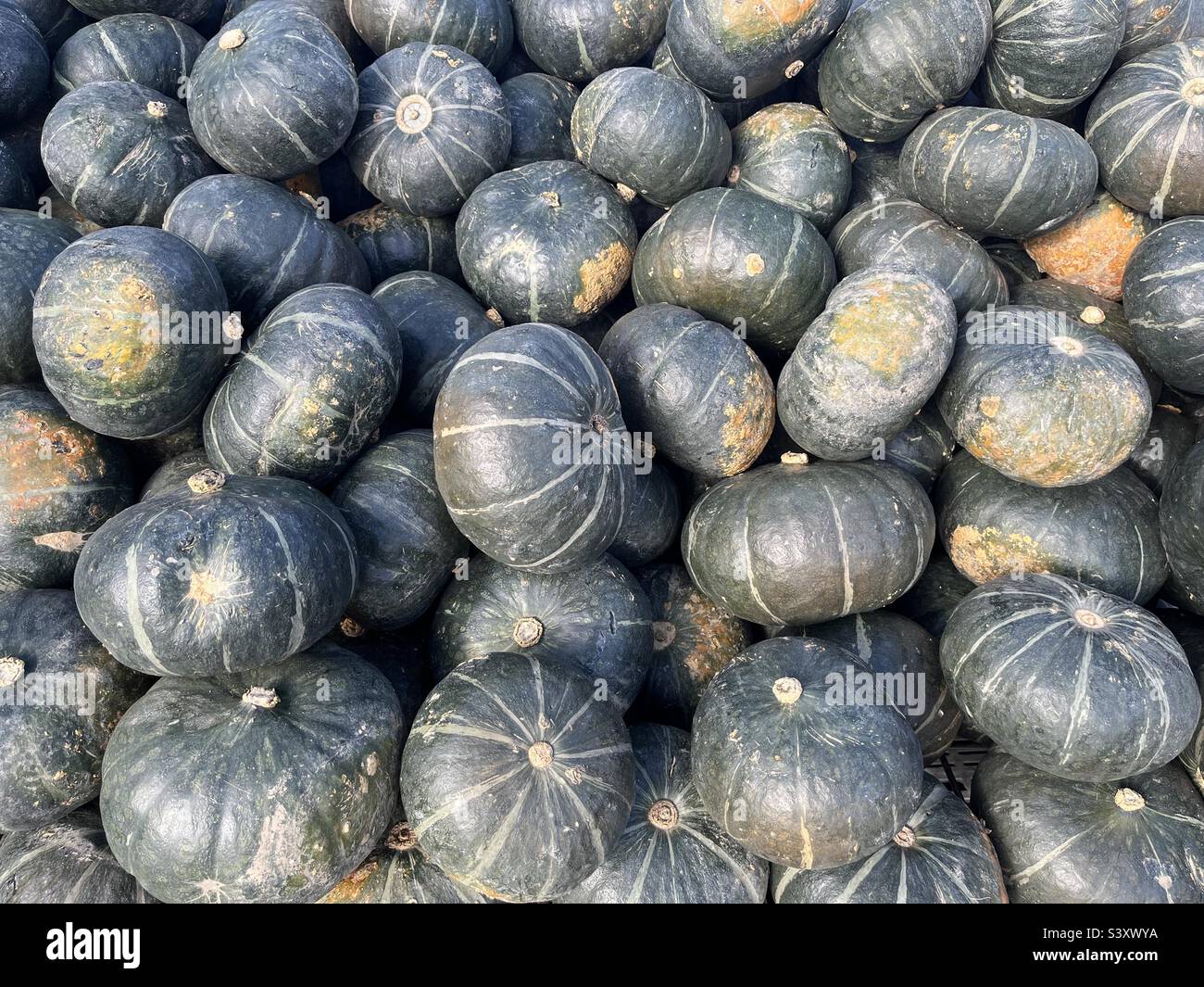 Background small green Hokkaido pumpkins Stock Photo - Alamy
