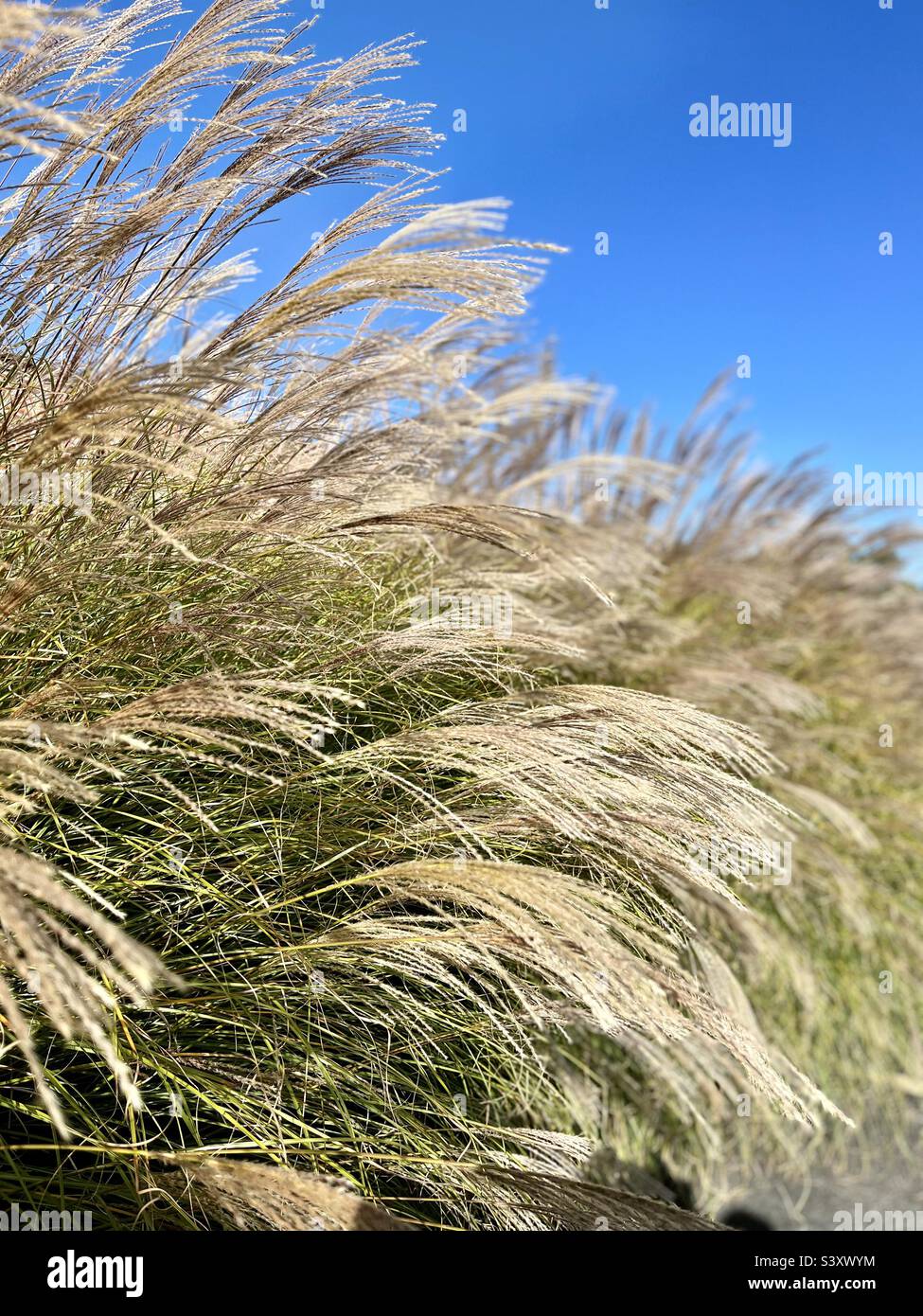 pampas grass with blue sky Stock Photo Alamy