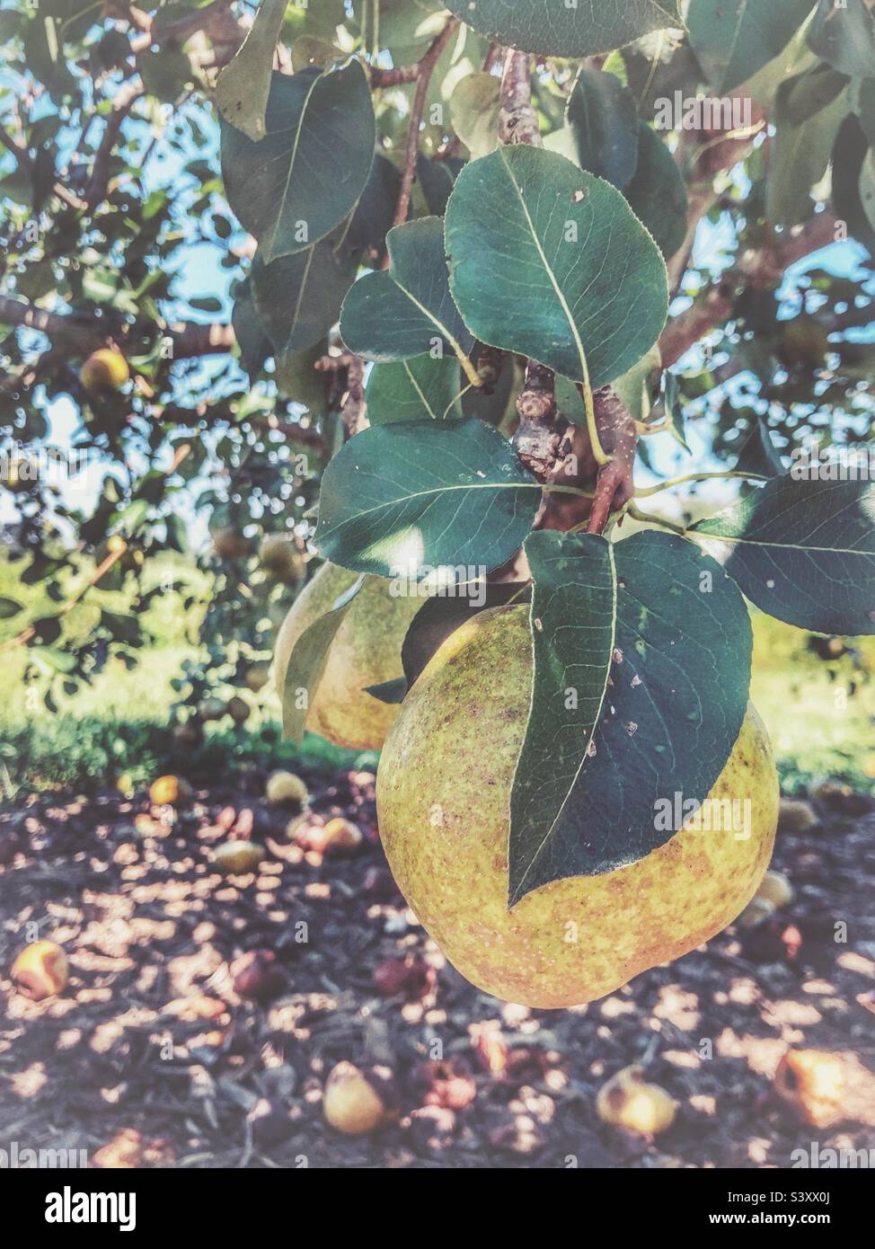 Late summer pears in North Carolina - Smartphone Captured Stock Image