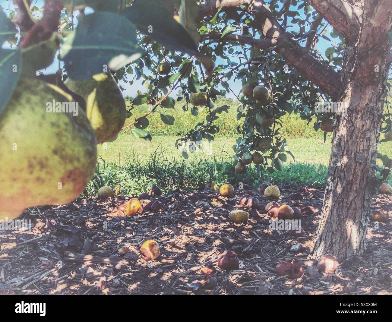 Pears on branches and the ground, late summer in North Carolina - Smartphone Captured Stock Image