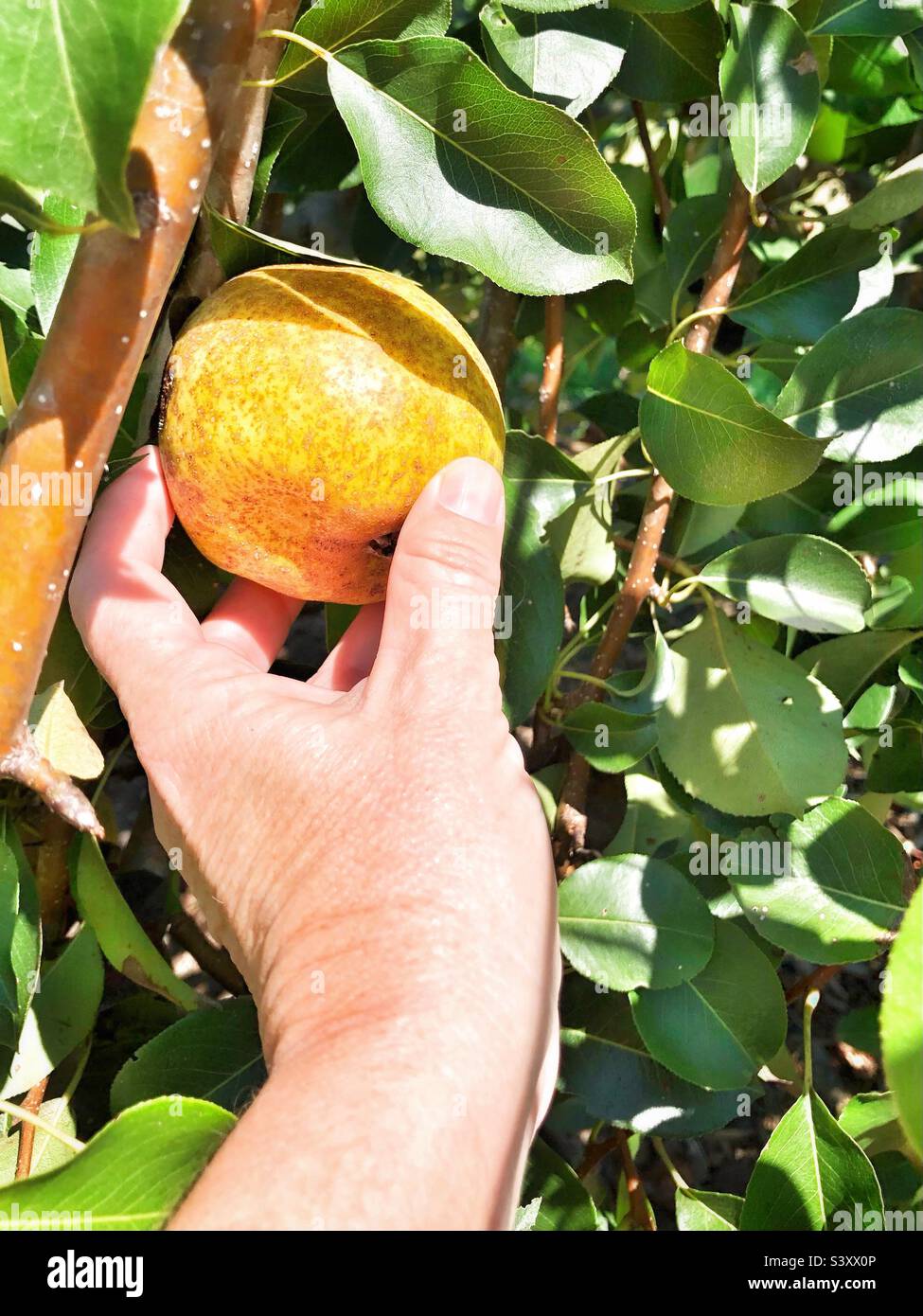 Picking pears - Smartphone Captured Stock Image