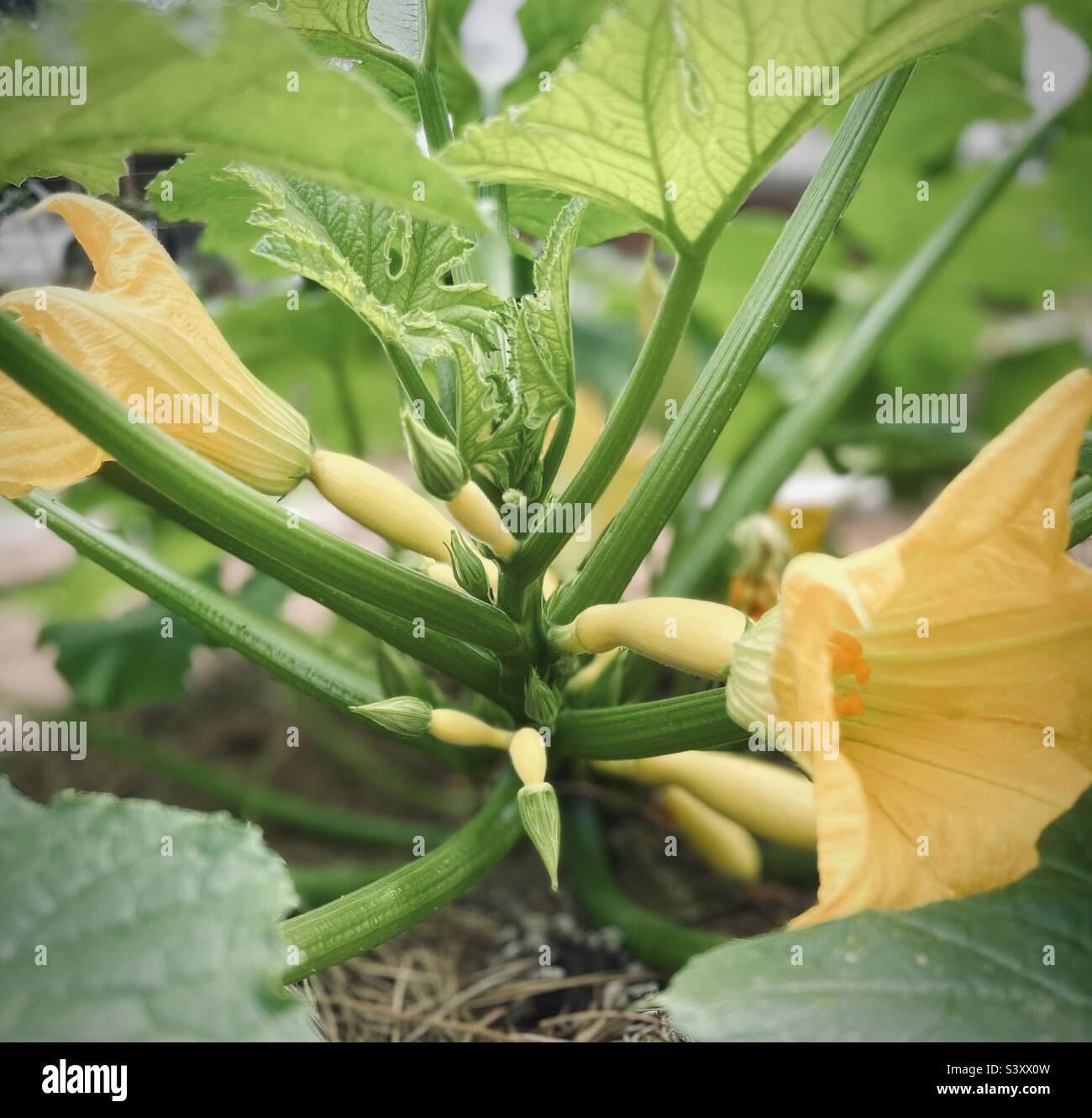 Baby squash and blooms on plant Stock Photo Alamy