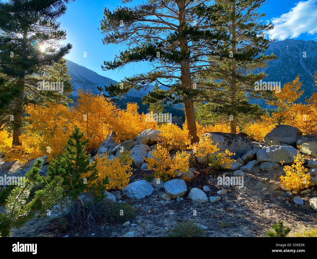 Aspens in fall color in Sierra Nevada - Smartphone Captured Stock Image Aspens in fall color in Sierra Nevada - Smartphone Captured Stock Image