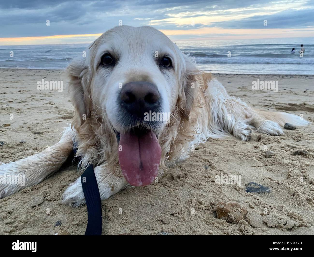 An elderly golden retriever dog lying on the beach on a summer’s evening in North Norfolk - Smartphone Captured Stock Image