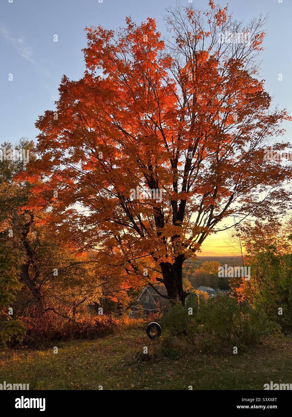 A sugar maple tree in peak foliage with a tire swing on an October afternoon in Stockholm, Maine, USA. Stock Photo