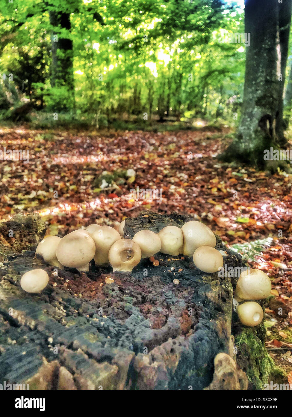 Stump puffball fungus (Apioperdon pyriforme) in a forest, Winchester, Hampshire United Kingdom - Smartphone Captured Stock Image