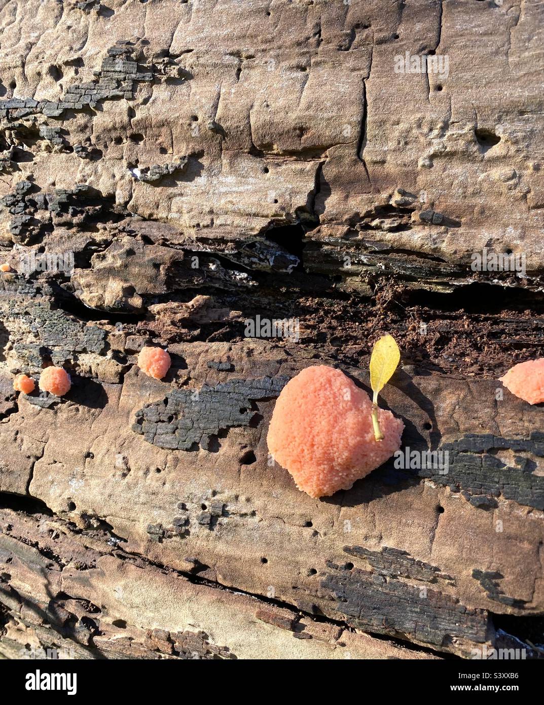 Tubifera arachnoidea or Tubifera ferruginosa growing on rotten wood. It is a genus of slime mould. A fallen leaf caught on the slime mould makes it look like an apple or a peach. Stock Photo