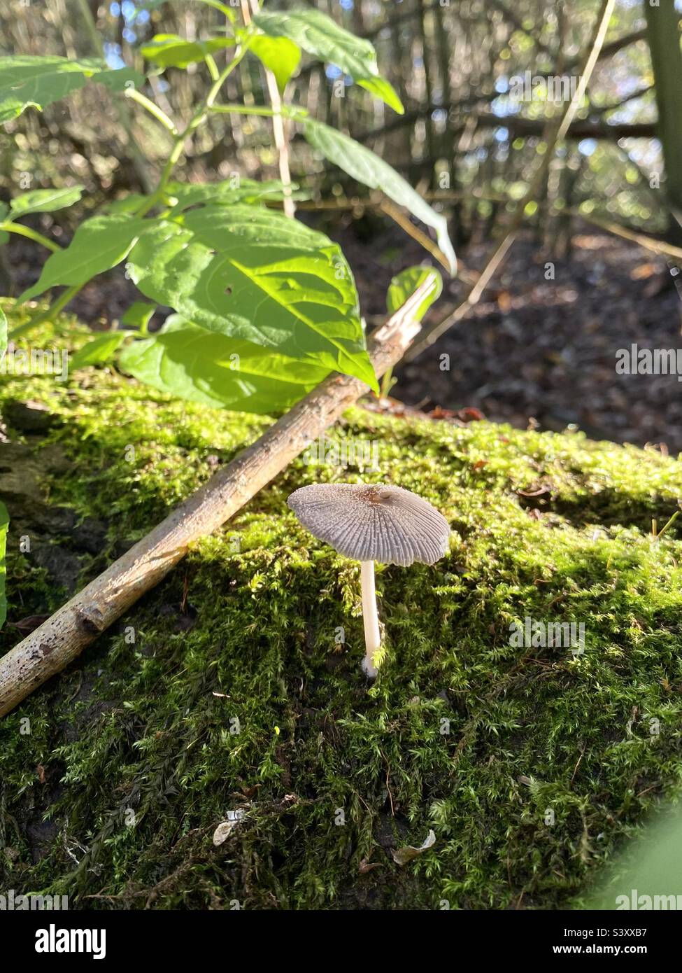 Wonderful Nature. Woodland forest walks to photograph mushrooms and fungi. Stock Photo