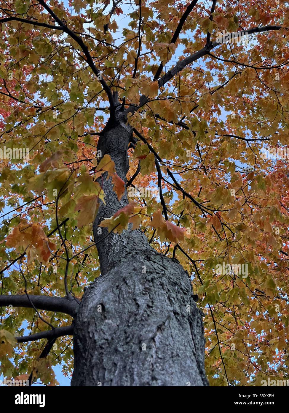 Autumn tree Stock Photo