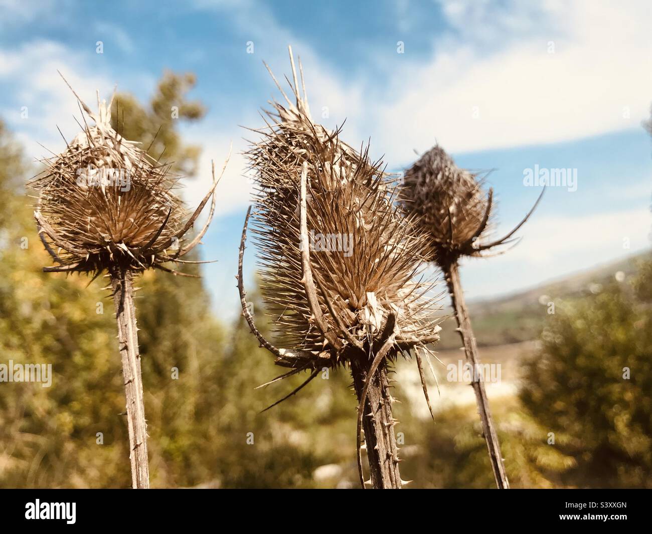 dry flowers in the background, blurred nature Stock Photo