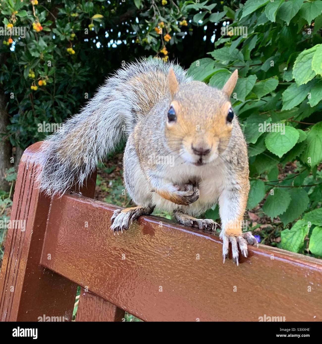 Grey squirrel sat on a park bench in Bury St Edmunds, Suffolk UK. 9th October 2022. Stock Photo