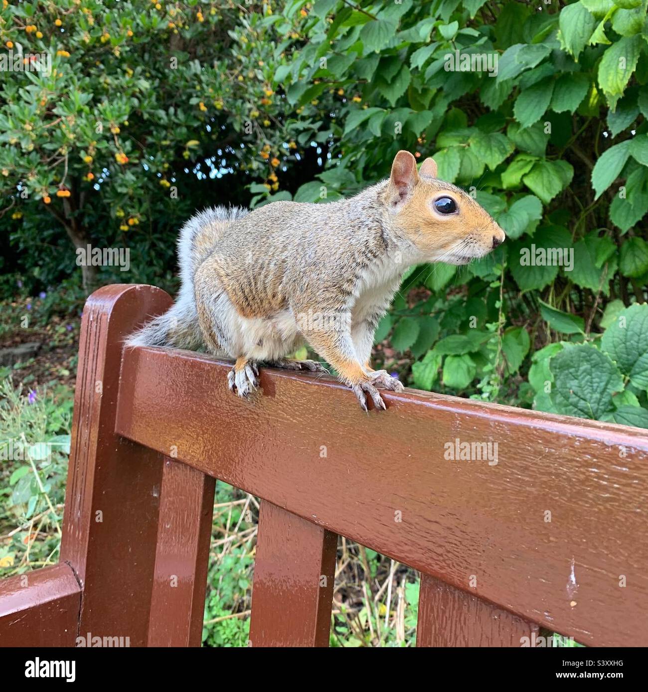 Grey squirrel sat on a park bench, in Bury St Edmunds, Suffolk UK. Stock Photo