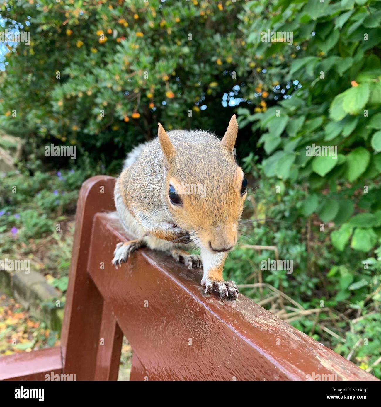 Grey Squirrel sat on a park bench in Bury St Edmunds, Suffolk, UK. On 9th October 2022. Stock Photo