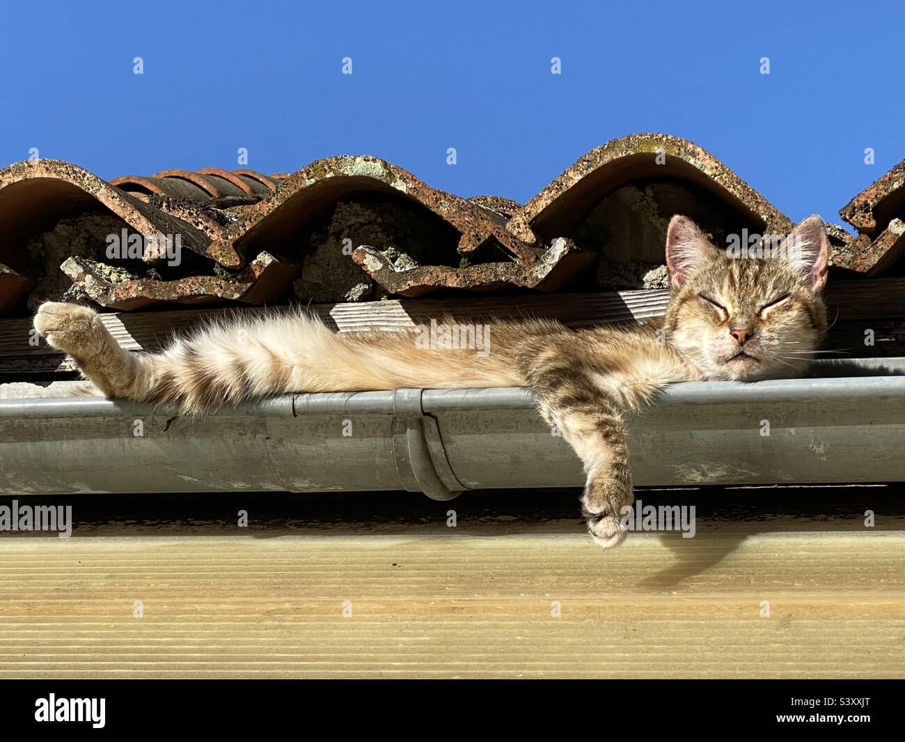 Funny cat in roof gutter Stock Photo Alamy