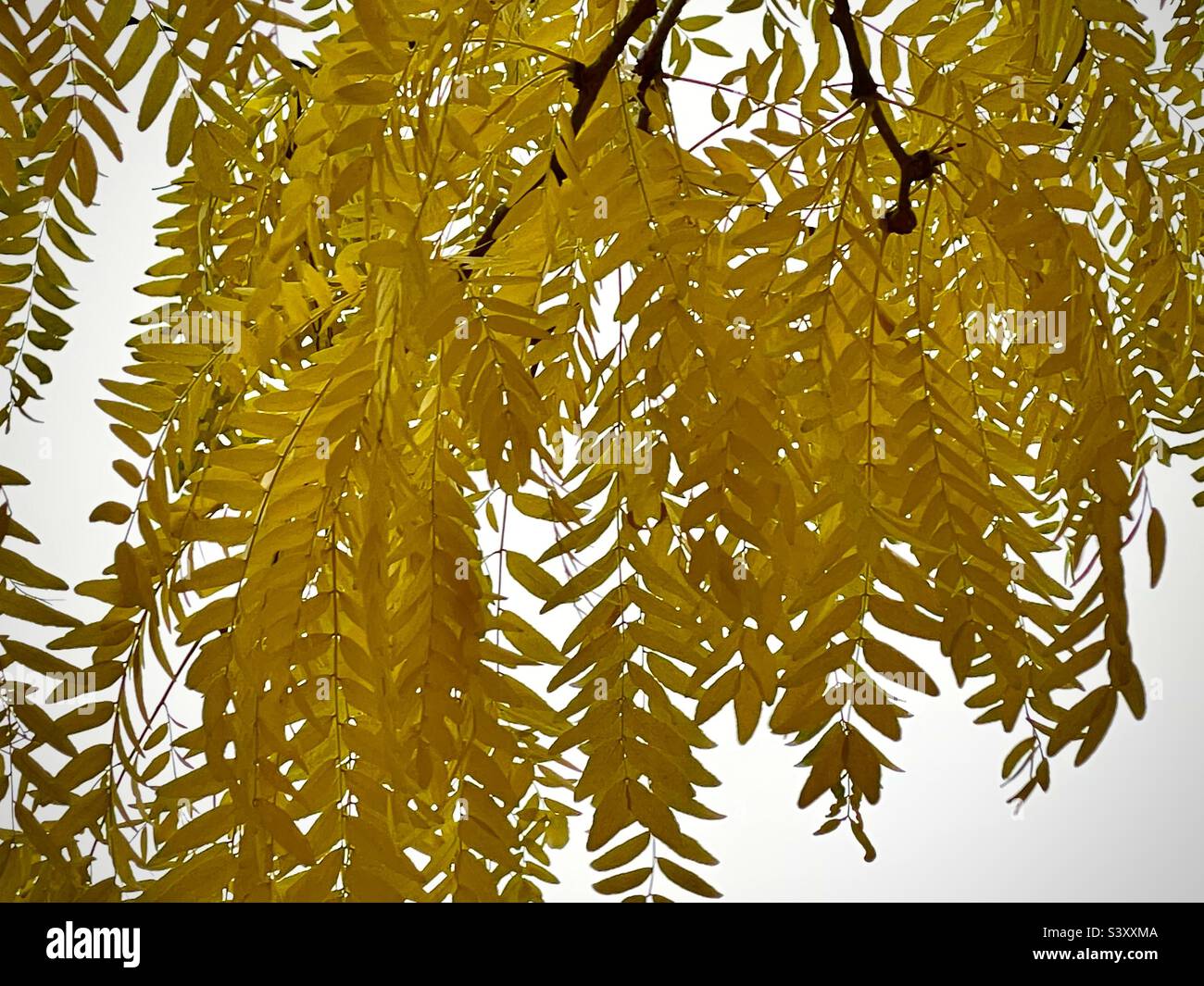 This tree in our front yard in Utah, USA had to be sawn down this year, after 30 years. These beautiful leafy branches of yellow-gold in the autumn were beautiful, but no more. POV under the tree. - Smartphone Captured Stock Image