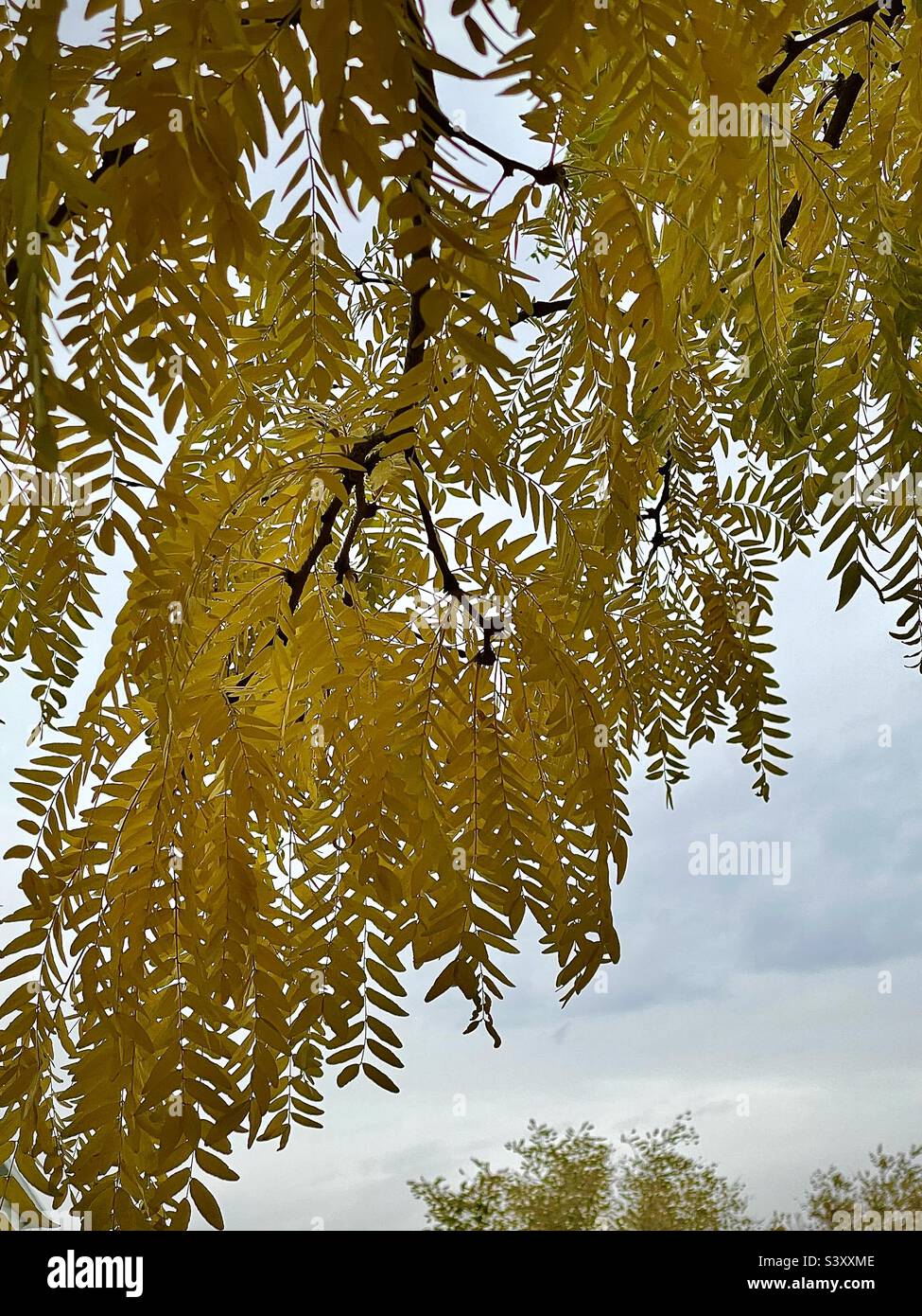 This tree in our front yard in Utah, USA had to be sawn down this year, after 30 years. These beautiful leafy branches of yellow-gold in the autumn were beautiful, but no more. POV under the tree. - Smartphone Captured Stock Image