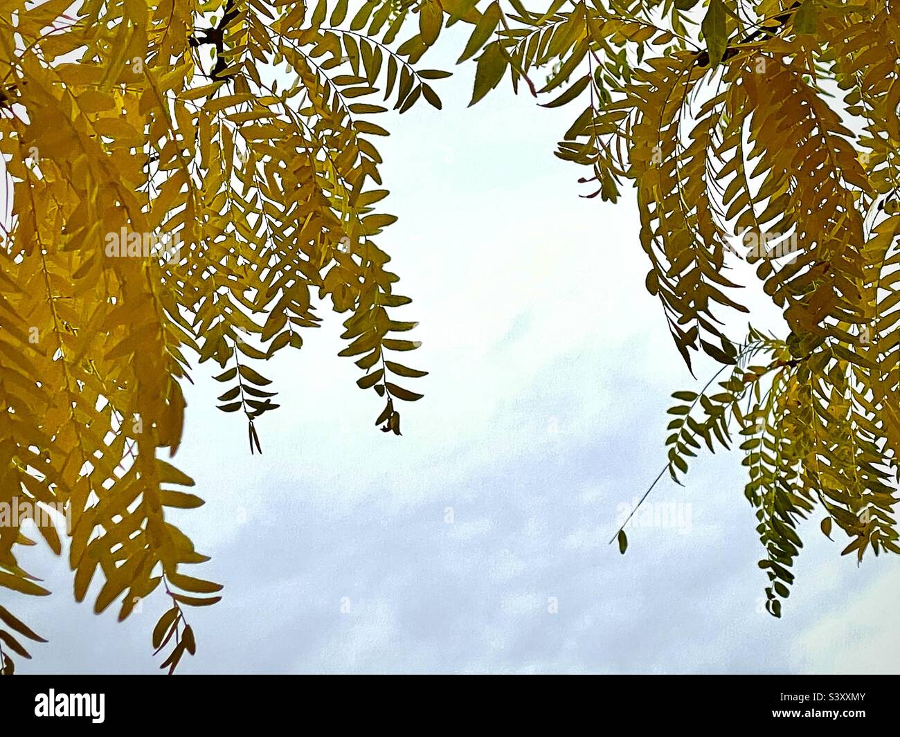 This tree in our front yard in Utah, USA had to be sawn down this year, after 30 years. These beautiful leafy branches of yellow-gold in the autumn were beautiful, but no more. POV under the tree. - Smartphone Captured Stock Image