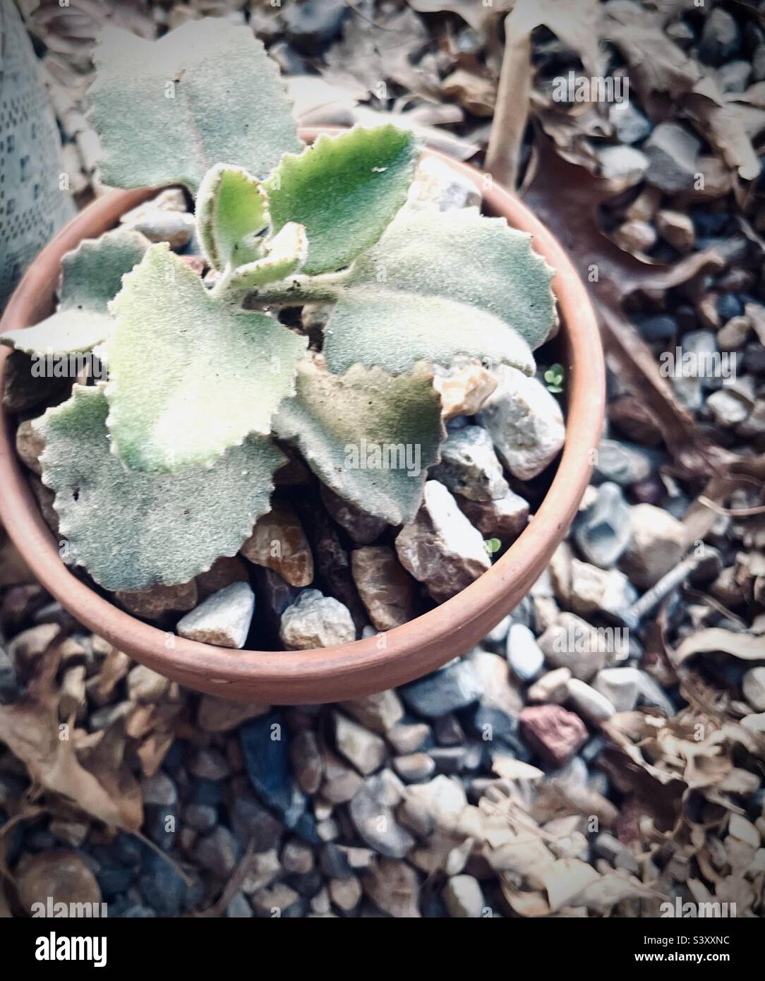 Kalanchoe beharensis Fang — Felt Plant Stock Photo Alamy