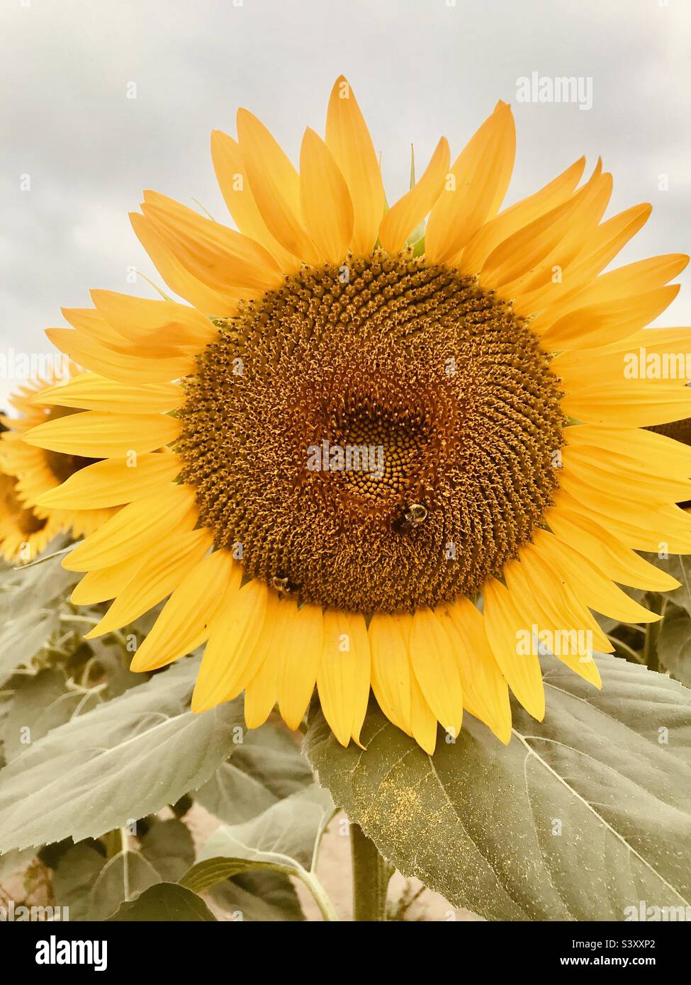 Sunflower and bee Stock Photo Alamy