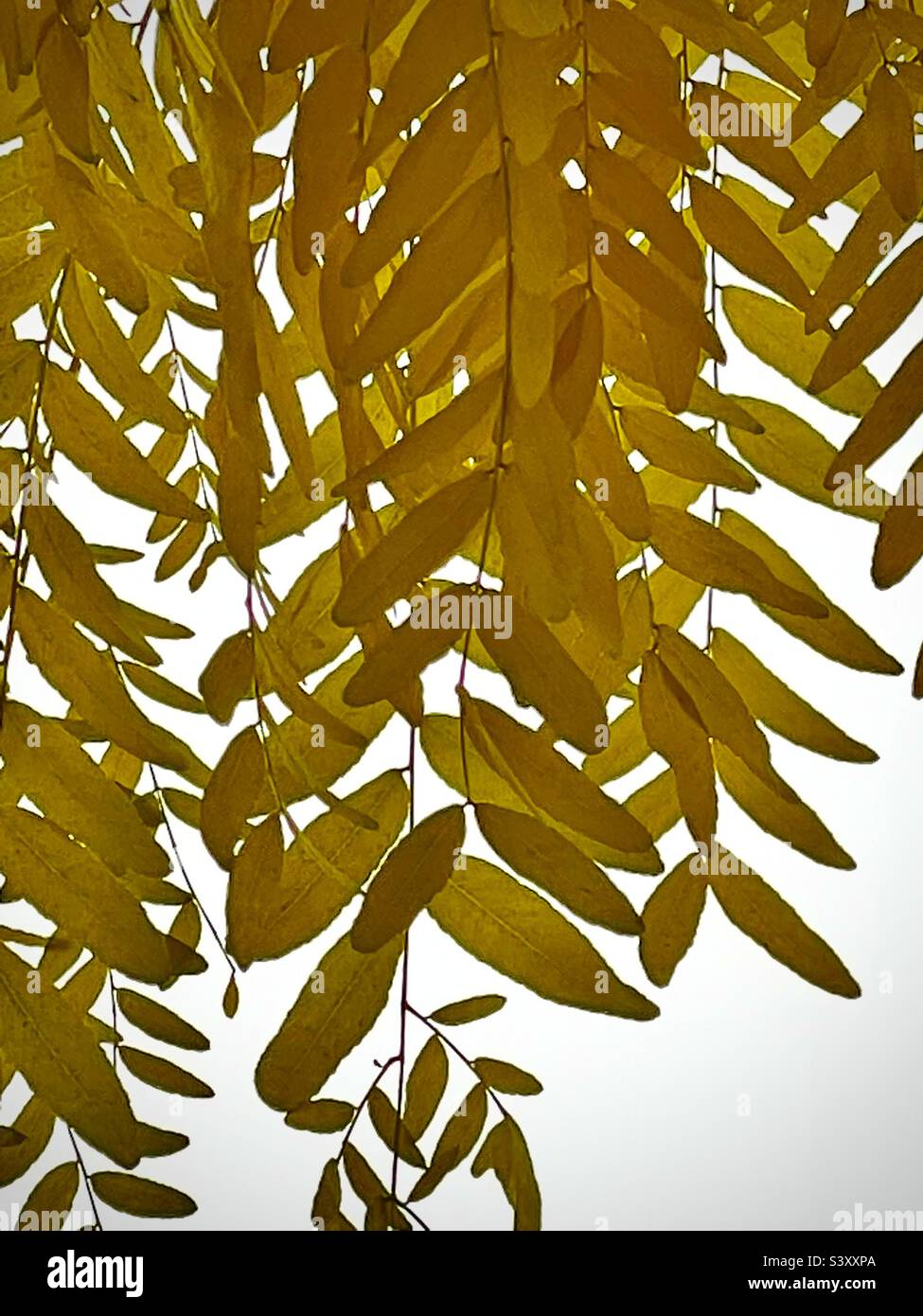 This tree in our front yard in Utah, USA had to be sawn down this year, after 30 years. These beautiful leafy branches of yellow-gold in the autumn were beautiful, but no more. POV under the tree. - Smartphone Captured Stock Image