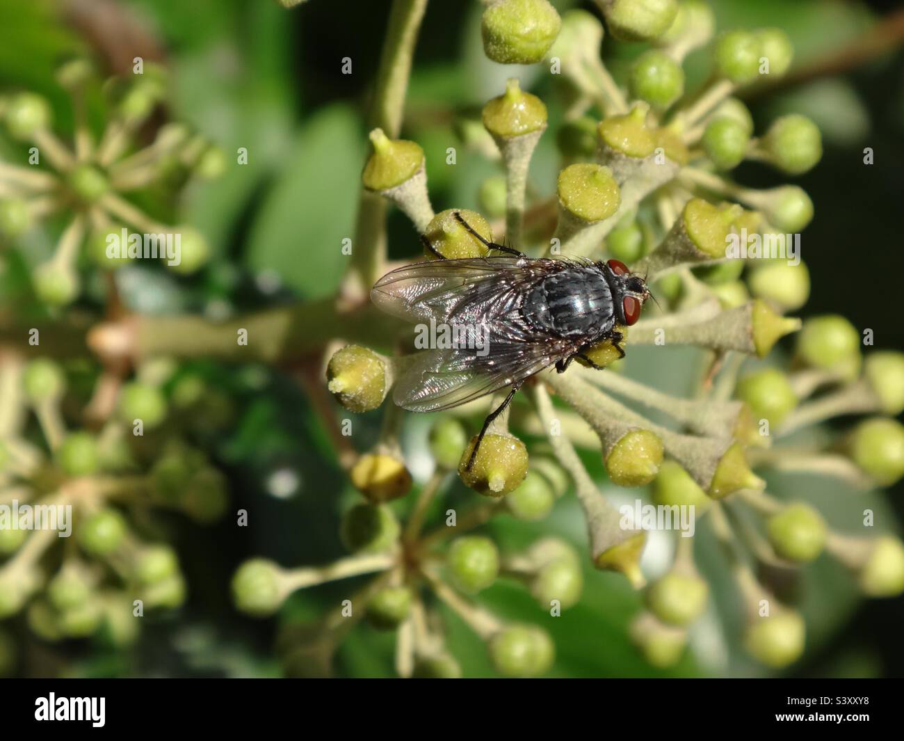 Blue bottle fly (Calliphora vicina) sitting on a cluster of green ivy flowers Stock Photo