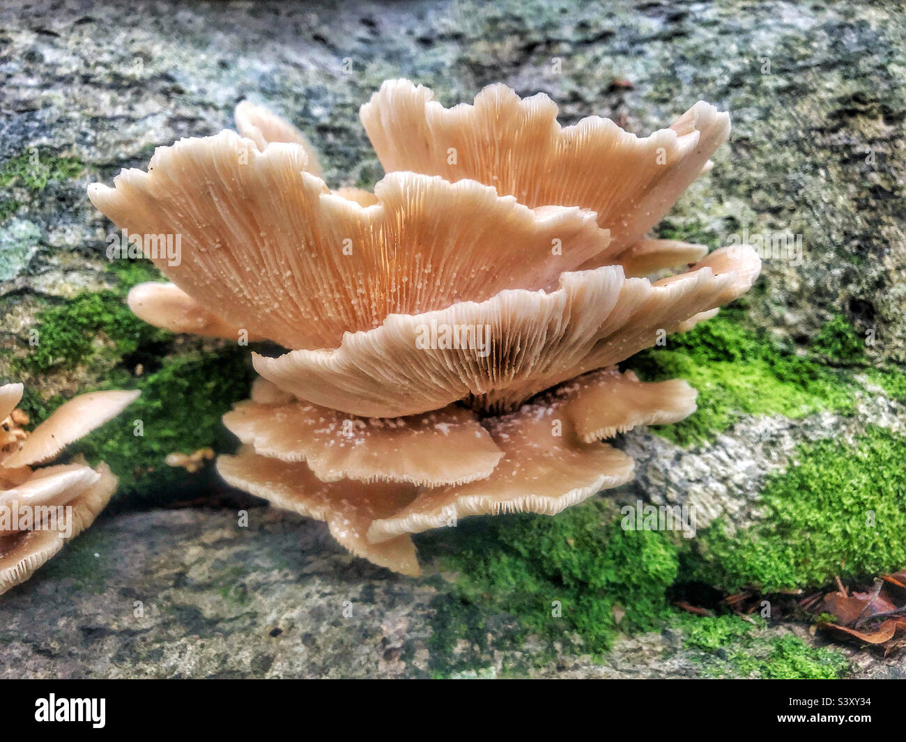 Oyster mushrooms growing on a fallen beech tree in a Hampshire forest United Kingdom - Smartphone Captured Stock Image