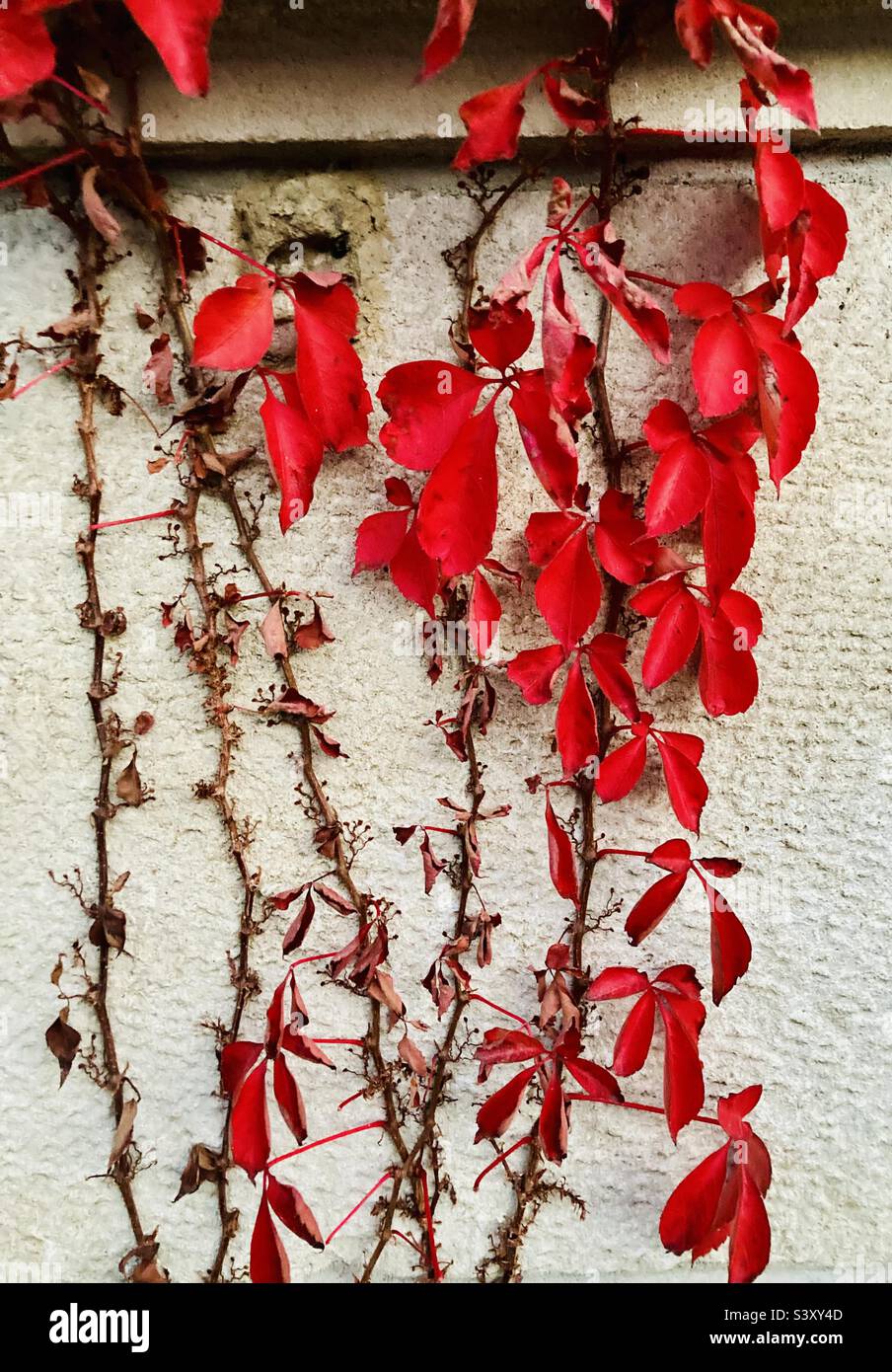 Red fall colours hi-res stock photography and images - Alamy