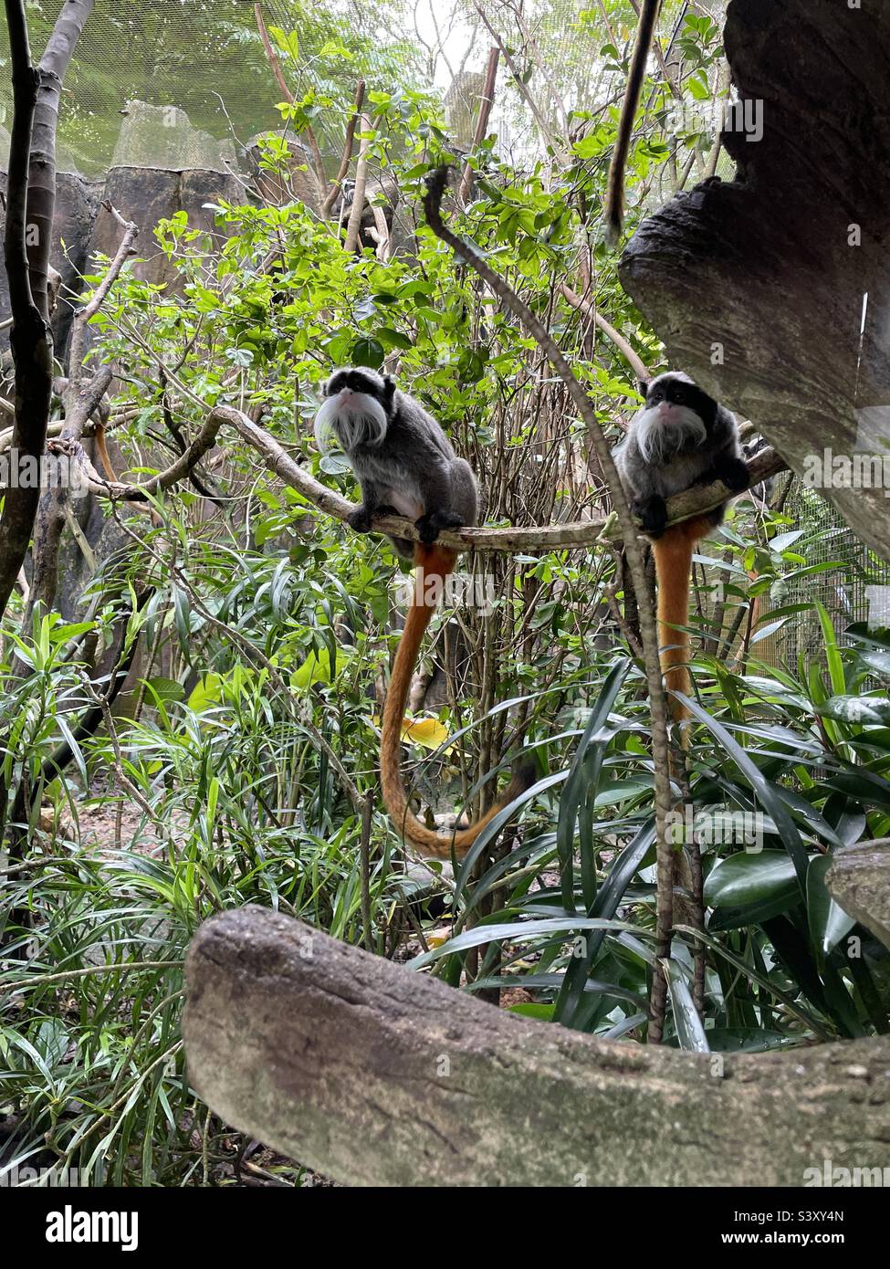Two emperor tamarin monkeys are better than one Stock Photo