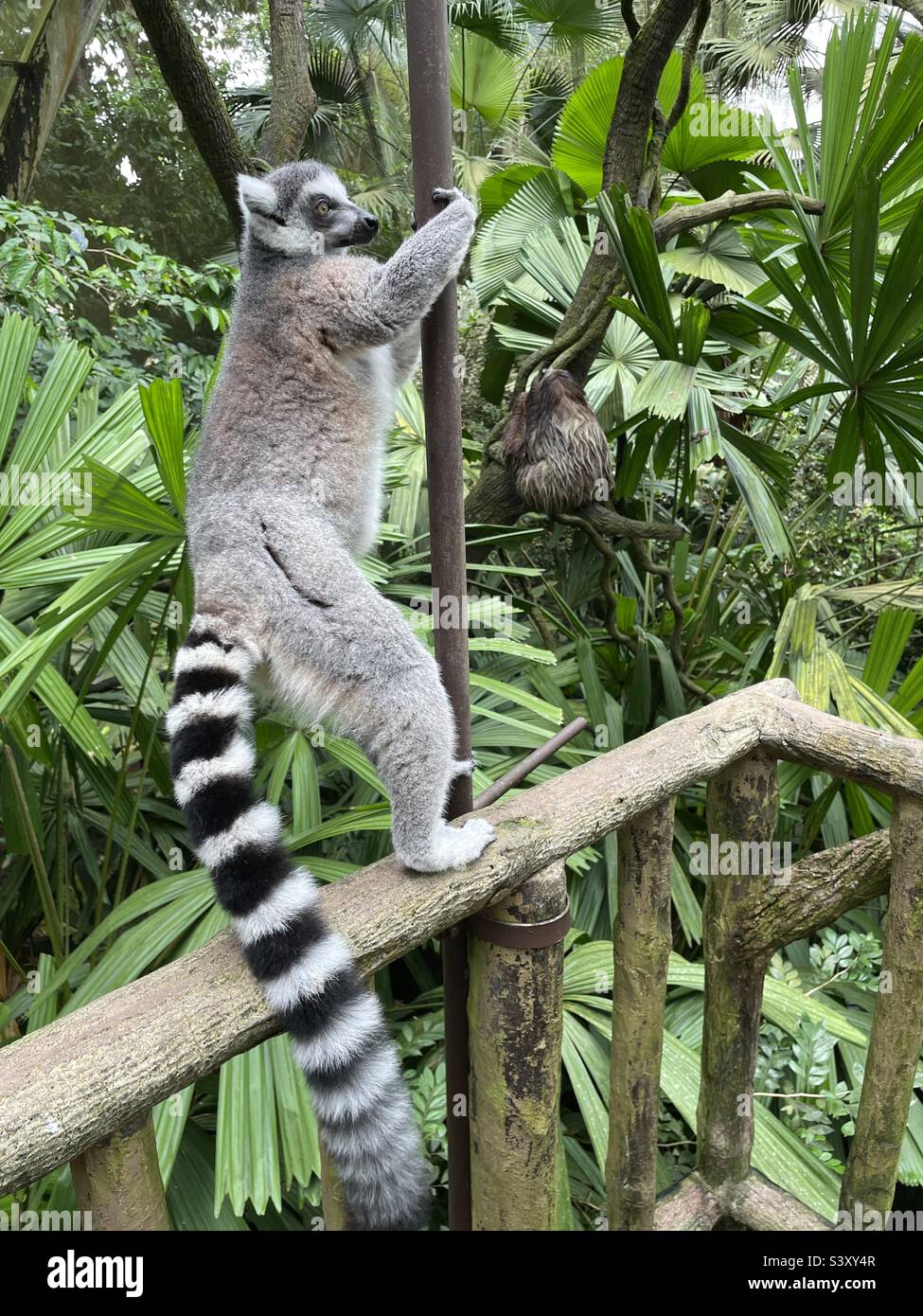 Lemur and a sloth at the Singapore Mandai zoo Stock Photo